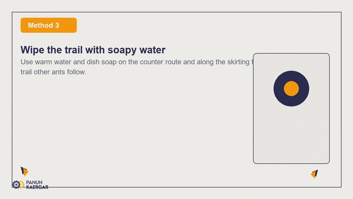 Wipe the trail with soapy water — Use warm water and dish soap on the counter route and along the skirting to erase the p...